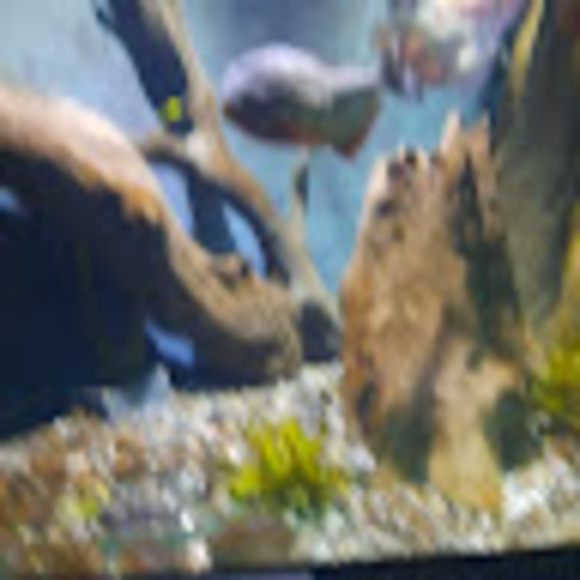 cmoibertha